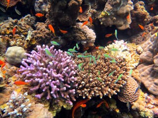 red sea fish and coral reef