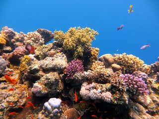 red sea fish and coral reef