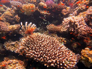 red sea fish and coral reef