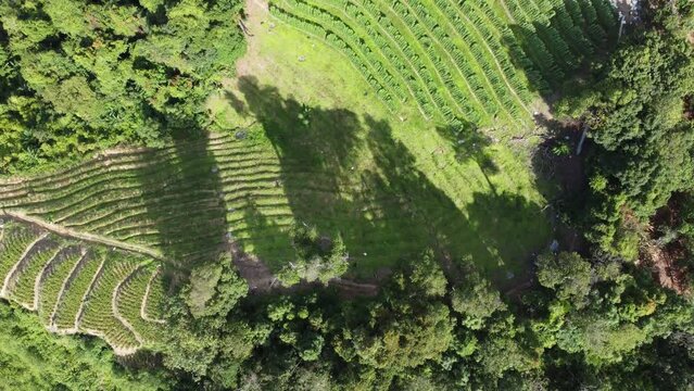 Aerial view green shadow near the vegetable plantation in afternoon