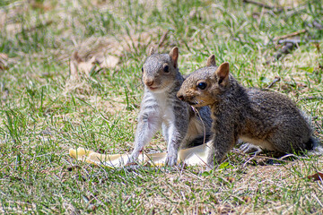 Naklejka na ściany i meble Baby gray squirrels are enjoying a sunny day at springtime 