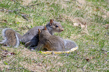 Baby gray squirrels are enjoying a sunny day at springtime	