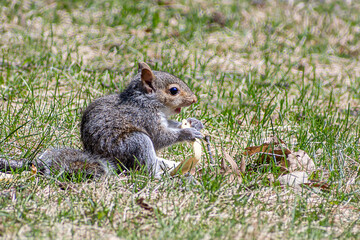 Baby gray squirrels are enjoying a sunny day at springtime	