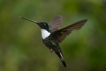 Fototapeta premium Colibri