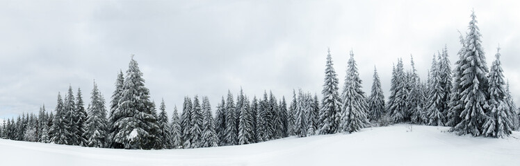 Carpathian mountains, Ukraine. Trees covered with hoarfrost and snow in winter mountains - Christmas snowy background