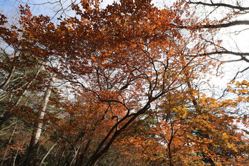秋の埼玉県秩父の両神山の登山