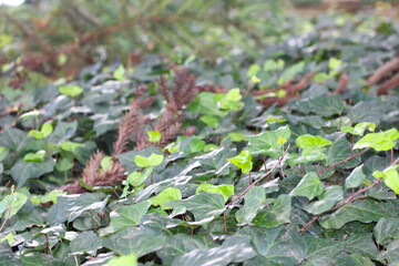folhagem verde cobrindo o chão em perspectiva com fundo desfocado, chão coberto pela folhagem verde,  muito verde na natureza