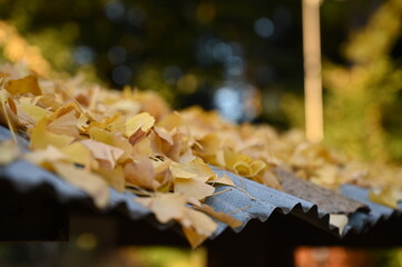 屋根の落ち葉