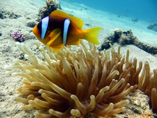 red sea clown fish anemone
