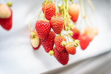 いちごの房