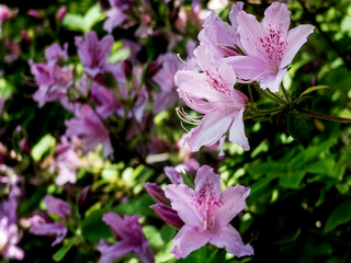 春に咲くピンク色のモチツツジ