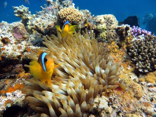 red sea clown fish anemone