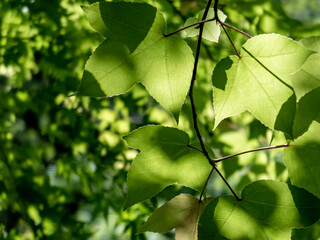 春の公園で木漏れ日に輝くフウノキの葉
