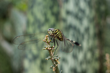 dragonfly on a branch