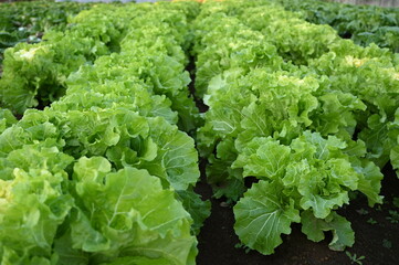 レタス畑