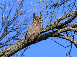Female Great Horned Owl Sitting on Tree Branch in Early Spring on Blue Sky