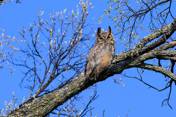 Female Great Horned Owl Sitting on Tree Branch in Early Spring on Blue Sky