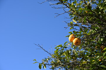 空とみかん