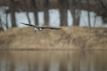 北海道の4月、ミサゴの春。
