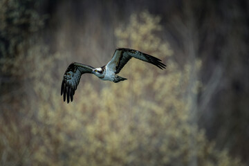 北海道の4月、ミサゴの春。
