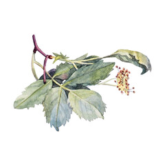 Obraz premium Watercolor branch with green leaves flower dog rose isolated on white background. Hand-drawn summer wild plant. Botanical nature clipart for sticker tea wallpaper wrapping textile kitchen