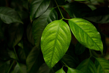 green leaves background