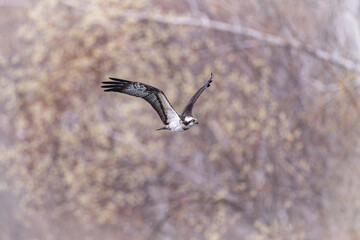 北海道の4月、ミサゴの飛翔。


