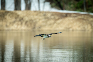 北海道の4月、ミサゴの飛翔。

