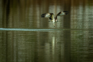 北海道の春、ミサゴの飛翔。
