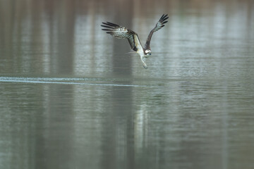 北海道の春、ミサゴの飛翔。
