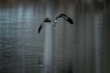 北海道の春、ミサゴの飛翔。
