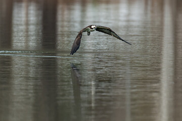 北海道の春、ミサゴの飛翔。
