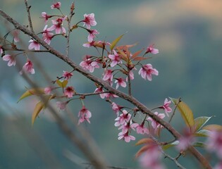cherry blossom on a branch, close up, blurred effect 