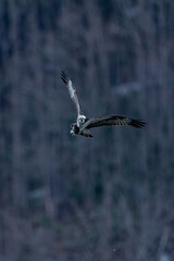 北海道の春、ミサゴの飛翔。

