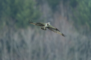北海道の春、ミサゴの飛翔。
