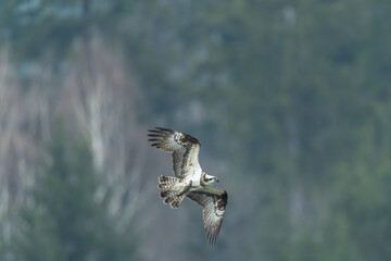 北海道の春、ミサゴの飛翔。
