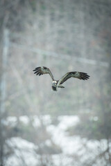 北海道の春、ミサゴの飛翔。

