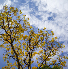 Fototapeta premium tree in the autumn with yellow flowers and brown branches.