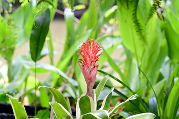 Close-up of Beautiful Red Bouquet Flowers are blooming in the garden with nature background.  