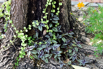 Closeup of Green Small Tree grew up from a large tree in the park with nature background.