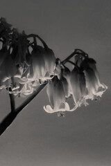 Black and White Trumpet Flower Blooms 