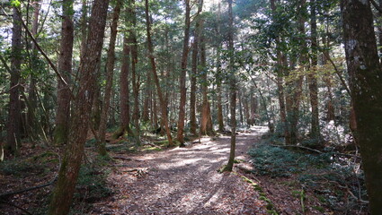 森の小径