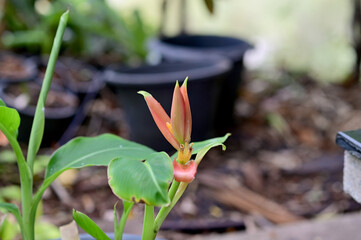 Banana Flowers (Musa acuminata flower) blossom with green leaf background in the garden. Concept of beautiful flowers of Thailand. 