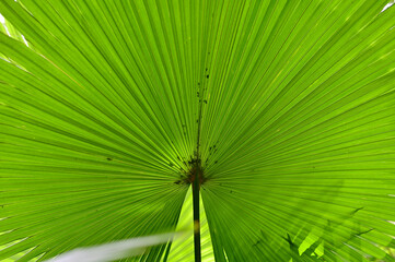 Close-up of Nature view of green leaves on blurred greenery background in forest. Focus on leaf and shallow depth of field.