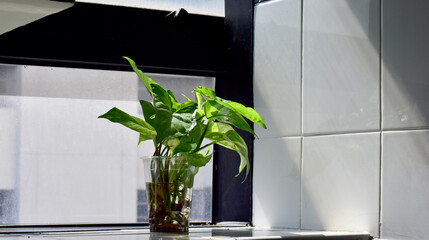 Closeup of A Tree in a glass of water located inside the bathroom with the sunlight natural background in Thailand.