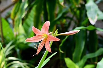 Closeup of Blooming Son Color (orange, pink) Crinum Lily (Crinum americanum) flower with Soft blur green leaf background. Concept of beautiful flowers of Thailand. 