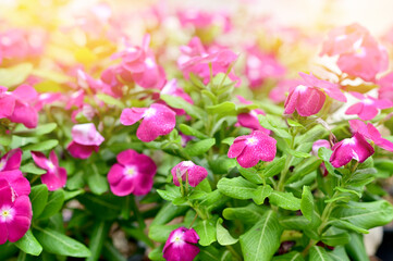 Many Beautiful Fuchsia Flowers and flying bees with nature background in the garden, Thailand.