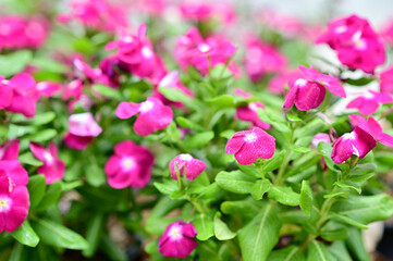 Many Beautiful Fuchsia Flowers and flying bees with nature background in the garden, Thailand.