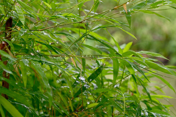 Closeup of Fresh Green bamboo leaves nature background with water drops after the rain in the garden.