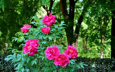 Fototapeta na wymiar 新緑の中　きれいに咲く赤いぼたんの花　真岡井頭公園
